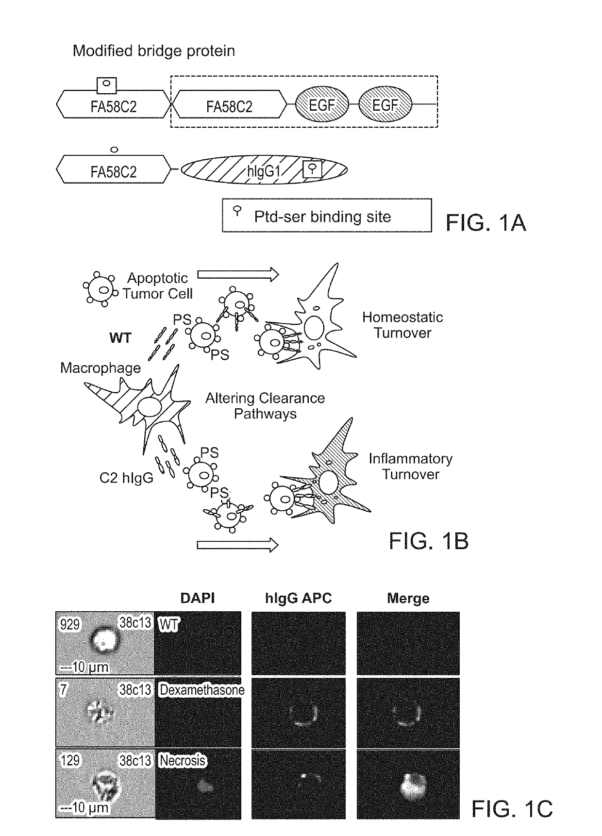 Compositions and methods for enhancing immunogenic cross-presentation of tumor antigens