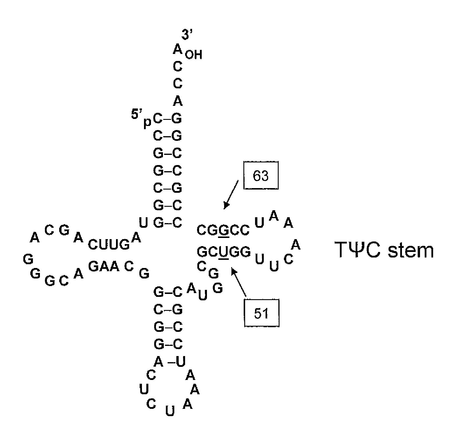 Non-Natural Amino Acid Replication-Dependent Microorganisms and Vaccines