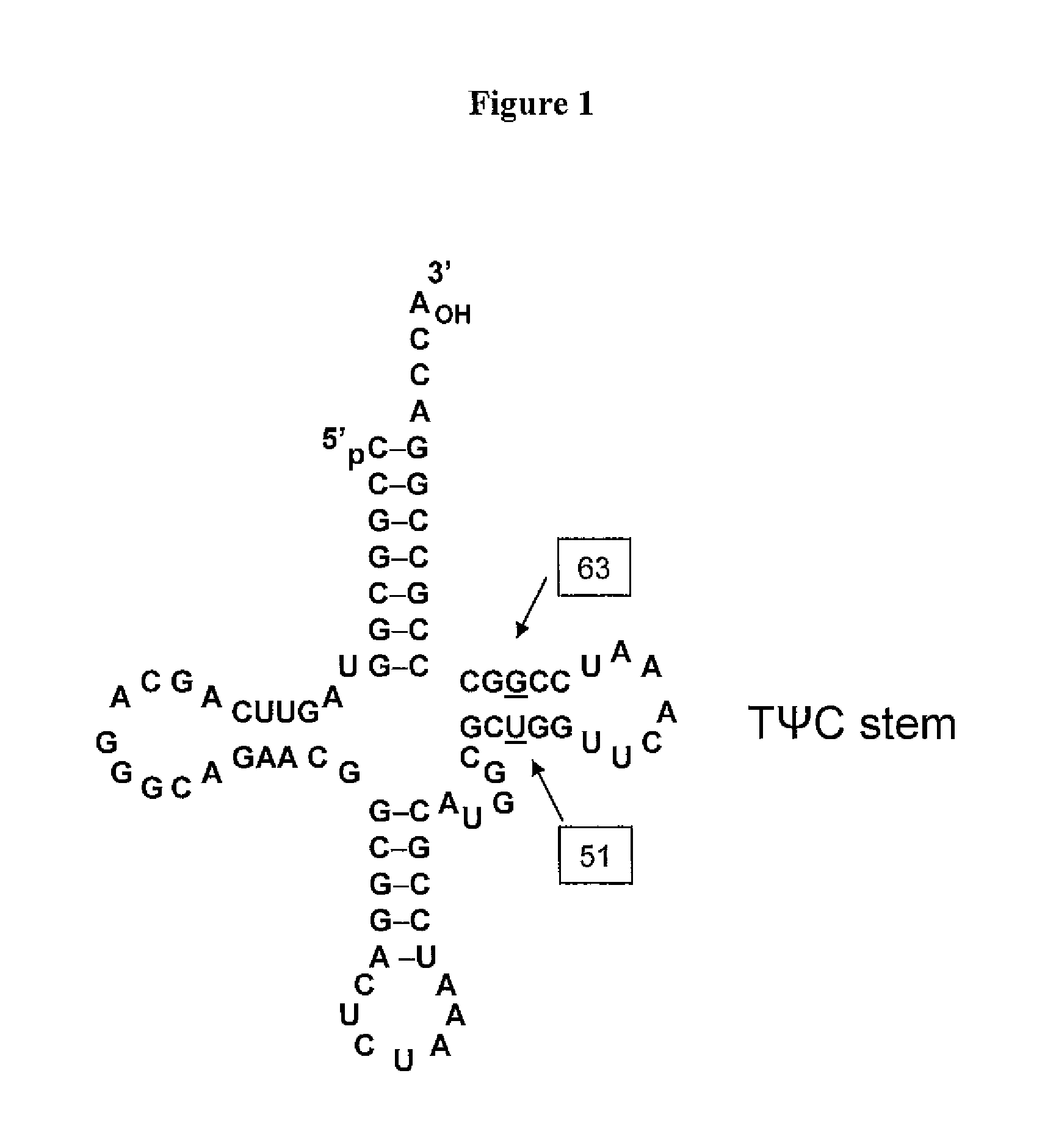 Non-Natural Amino Acid Replication-Dependent Microorganisms and Vaccines