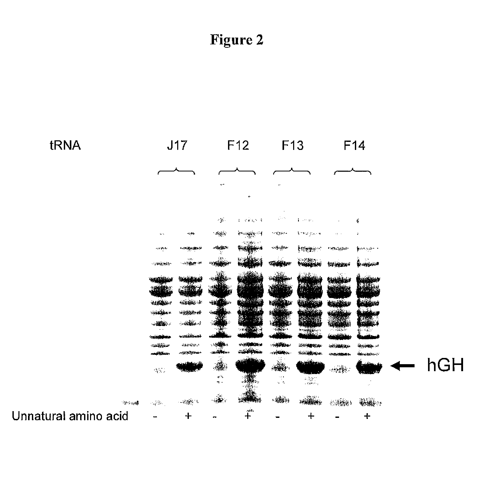 Non-Natural Amino Acid Replication-Dependent Microorganisms and Vaccines