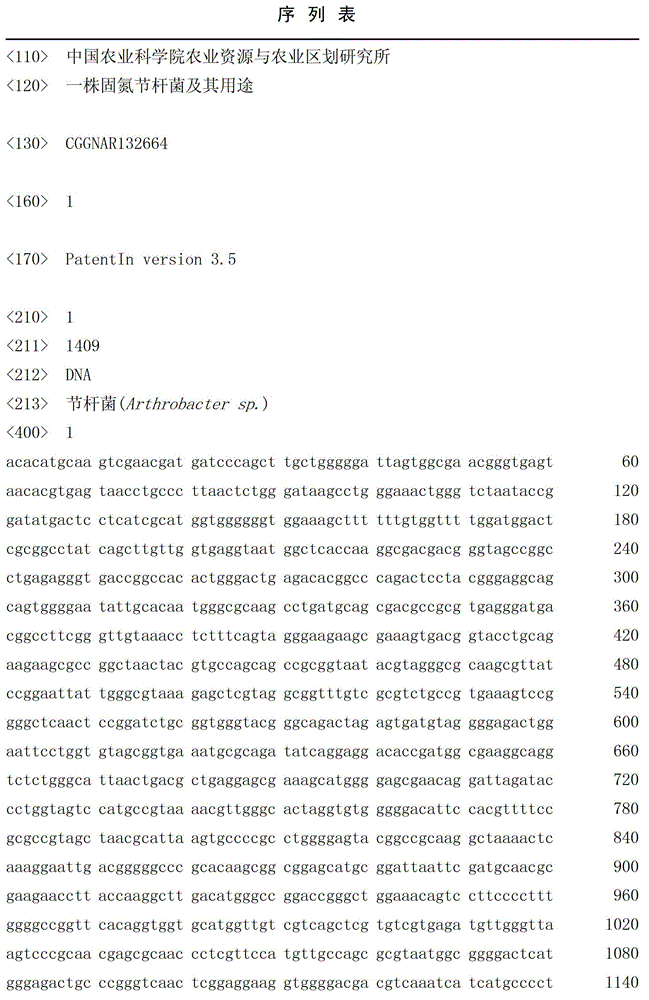 Nitrogen-fixing arthrobacterium and application thereof