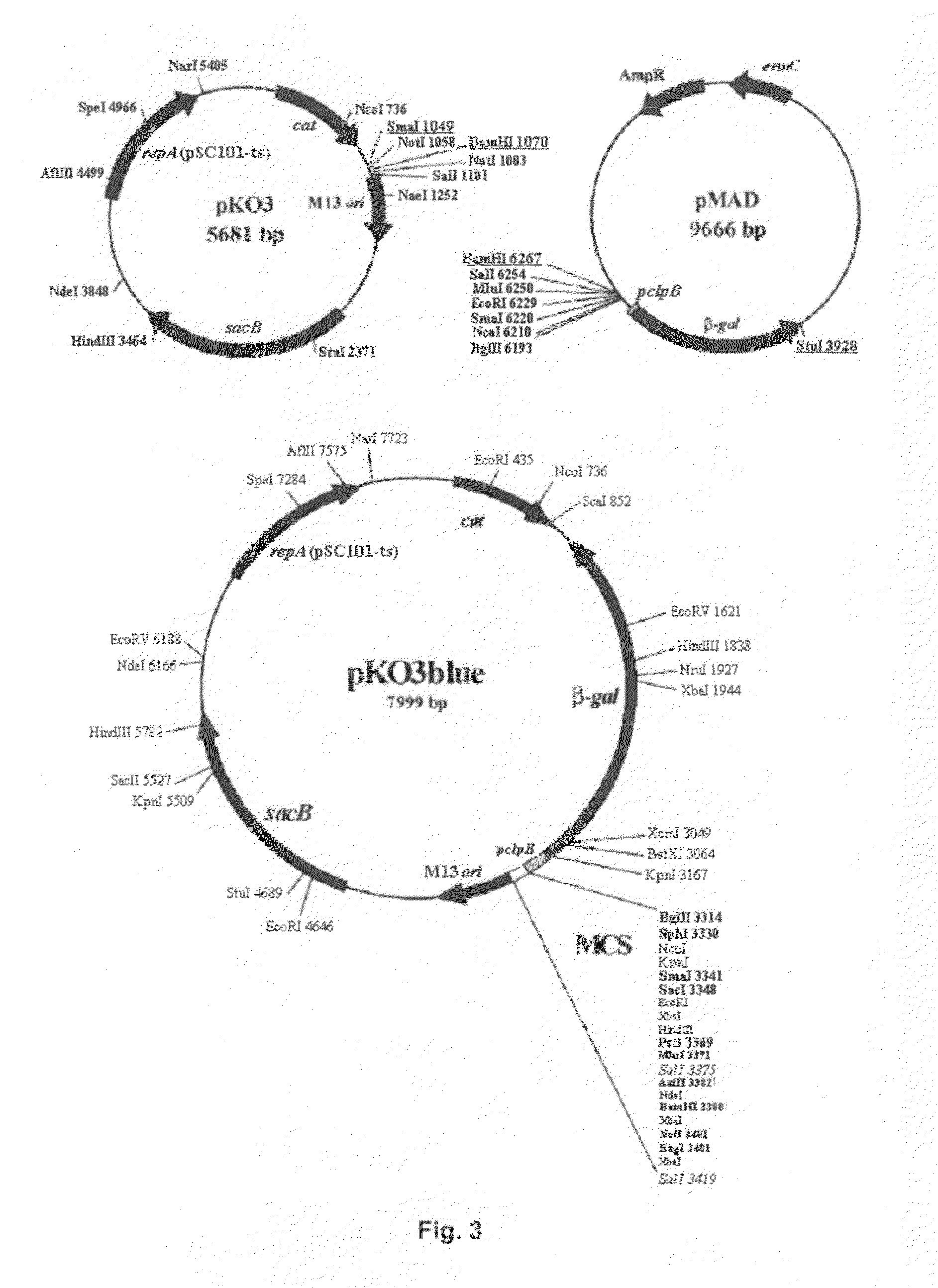 Method for producing multiple modifications in the chromosome of gram-negative bacteria and salmonella strains which are deficient in c-di-GMP synthesis obtained by said method