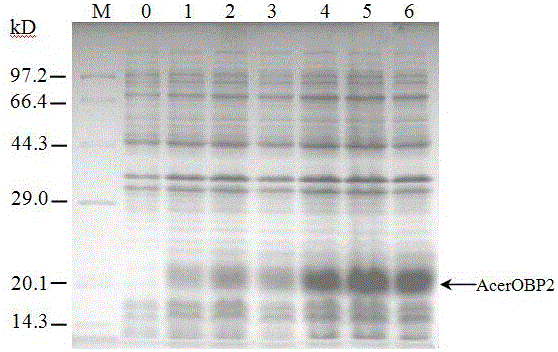 Smell activator screening method based on apis cerana odorant binding protein