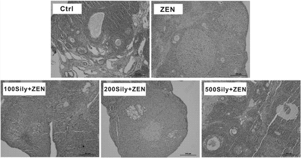 Application of silymarin in relieving of reproductive toxicity of zeranol in animal corn