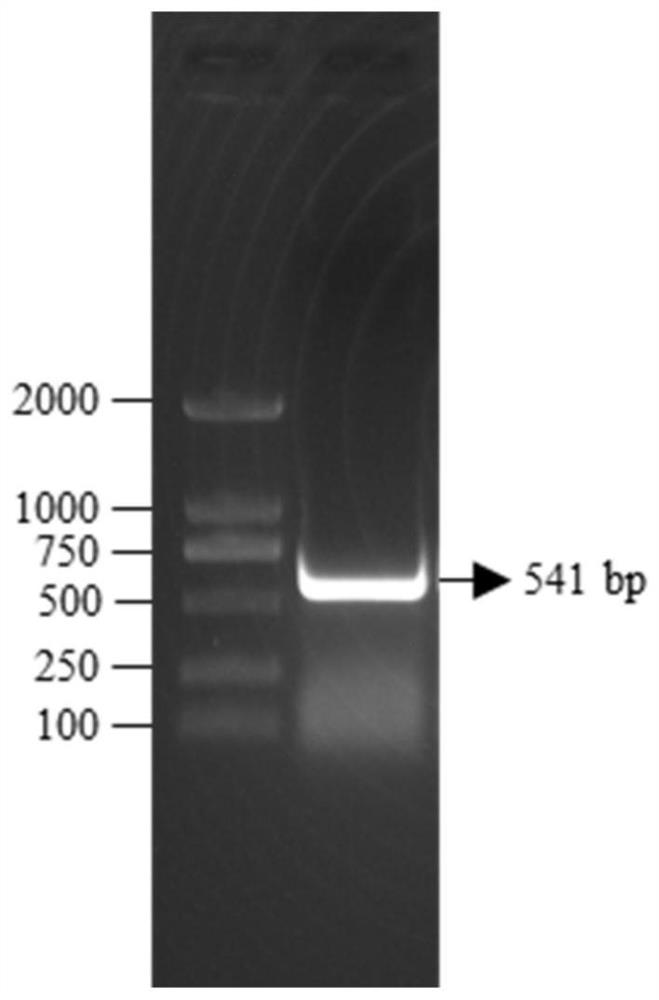 Screening reporter vectors and screening methods for enriching CRISPR/Cas9-mediated homologous recombination repair cells