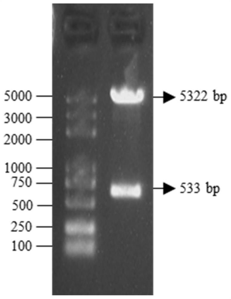 Screening reporter vectors and screening methods for enriching CRISPR/Cas9-mediated homologous recombination repair cells