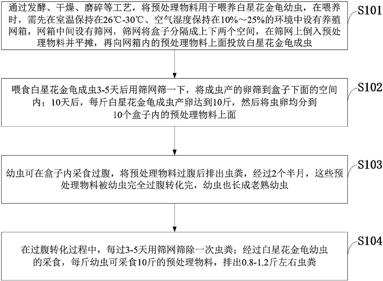 Method for treating domestic wet garbage by using microorganisms and protaetia brevitarsis larvas