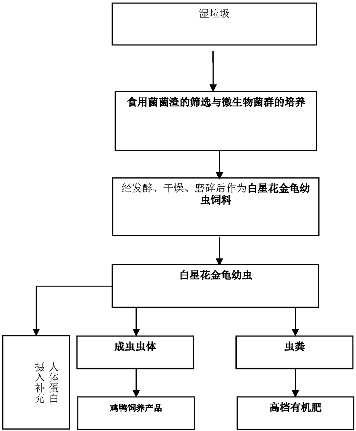 Method for treating domestic wet garbage by using microorganisms and protaetia brevitarsis larvas