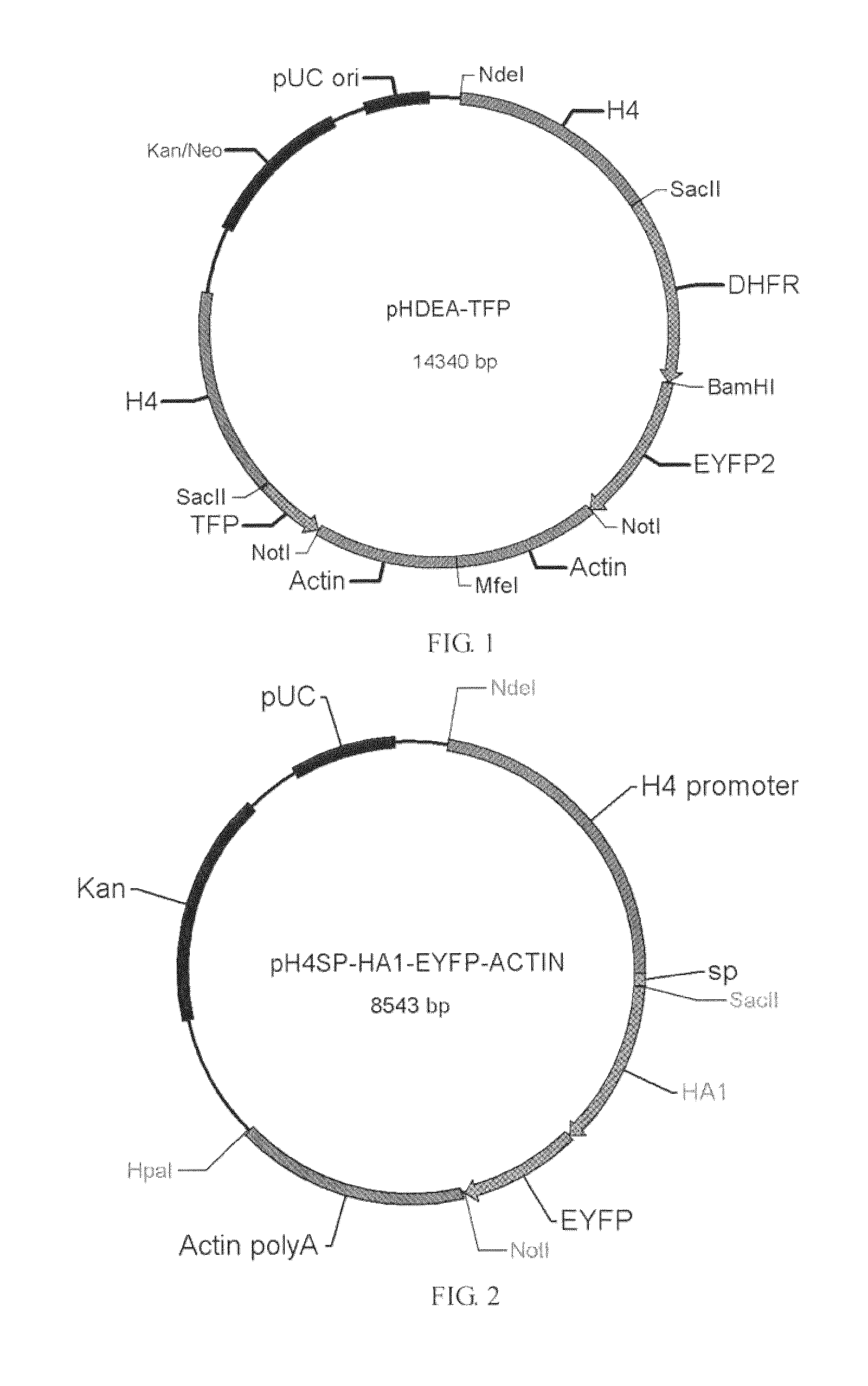 Use of coccidian