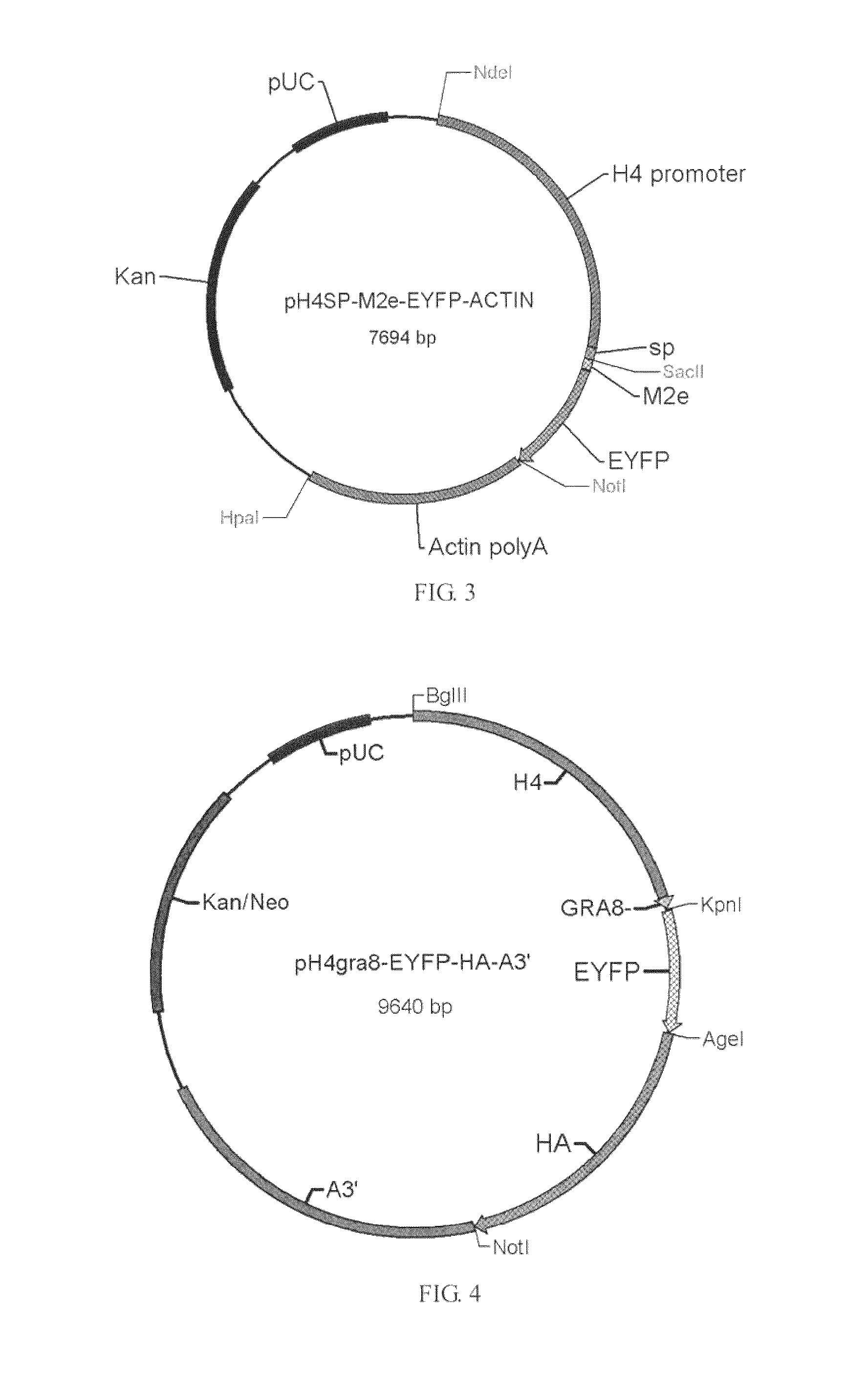 Use of coccidian