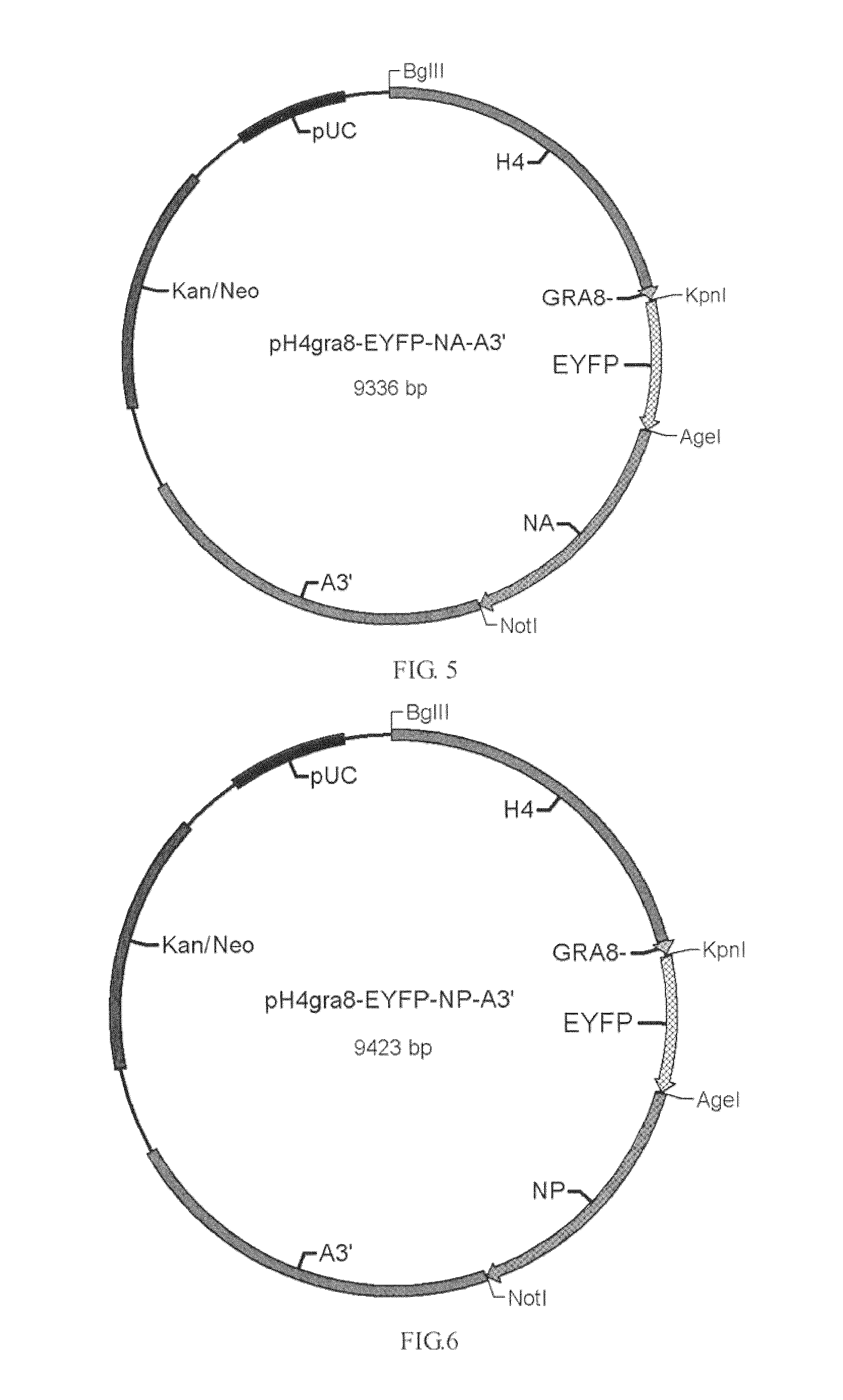 Use of coccidian