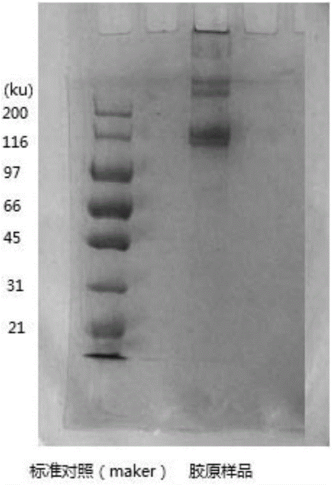 Composite collagen biological membrane and preparation method thereof