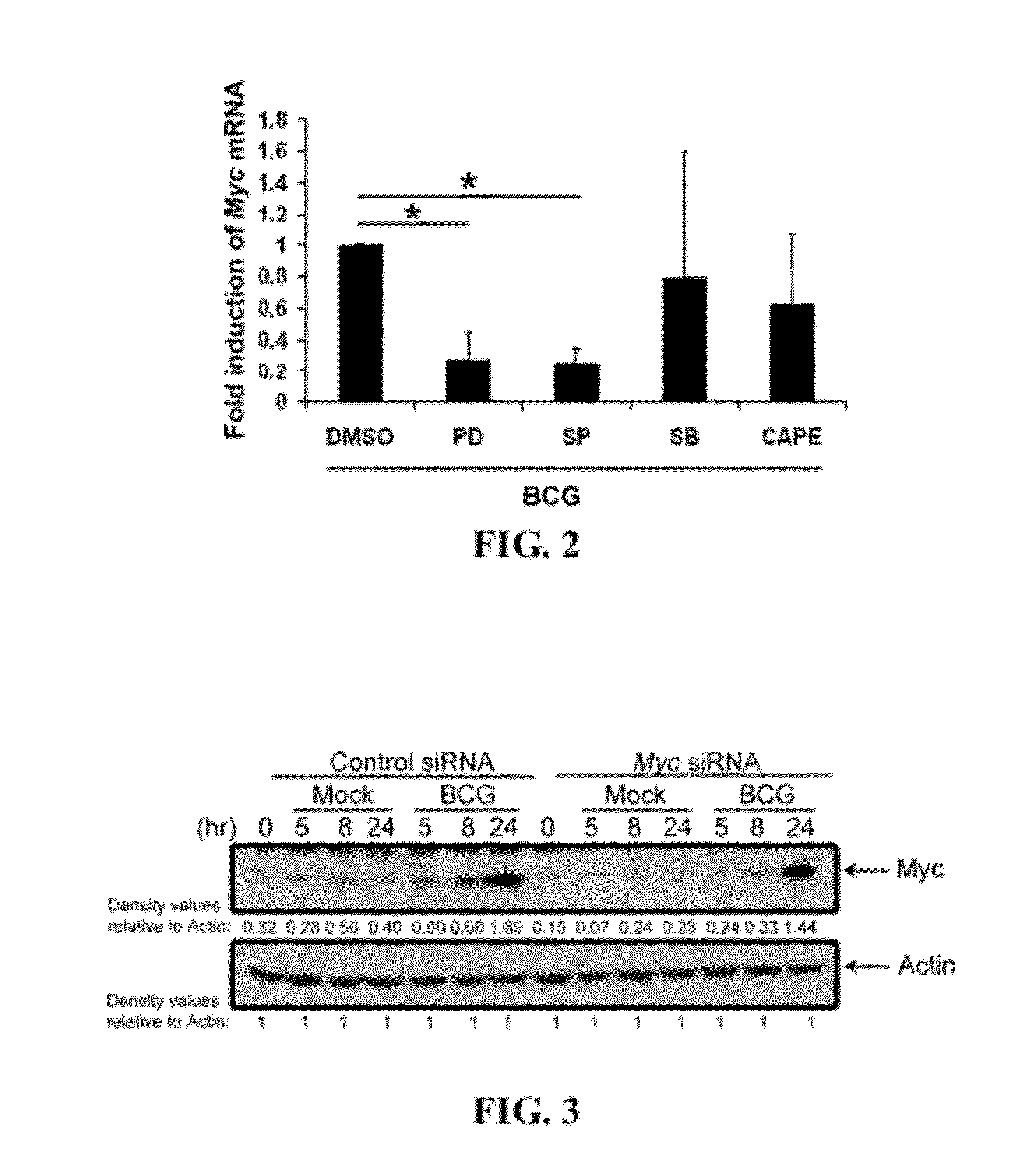 Use of cytoplasmic c-myc for regulating immune responses