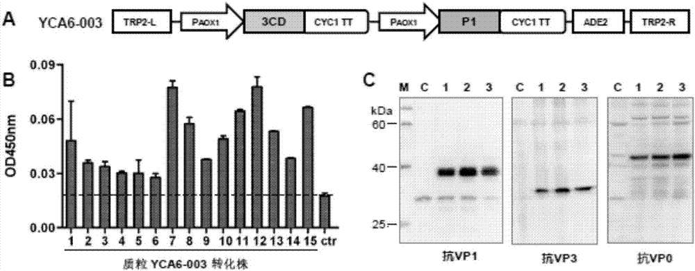 Yeast-expressed coxsackie A6 virus-like particles and application thereof