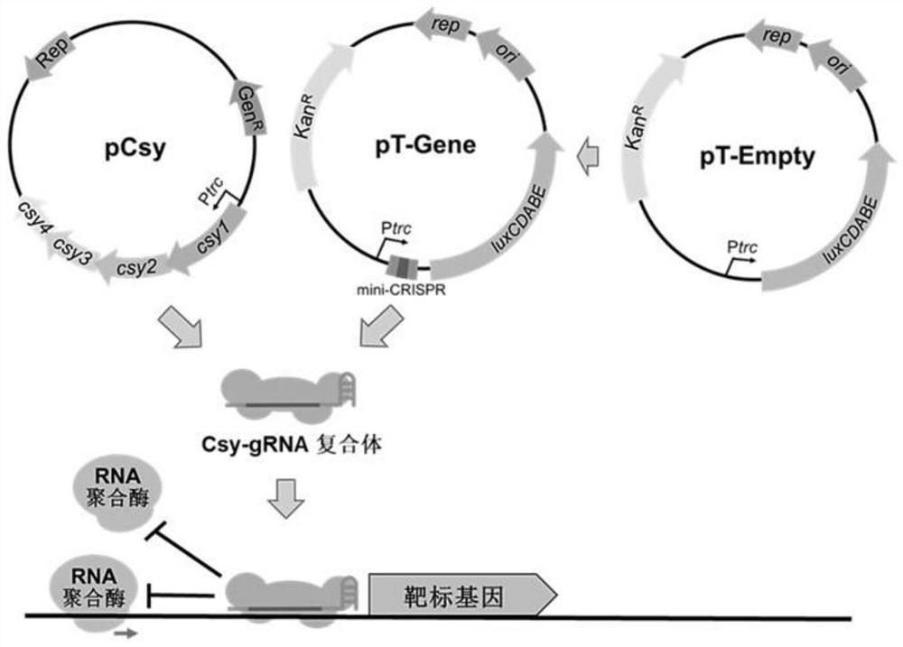 Gene expression regulation system and application thereof