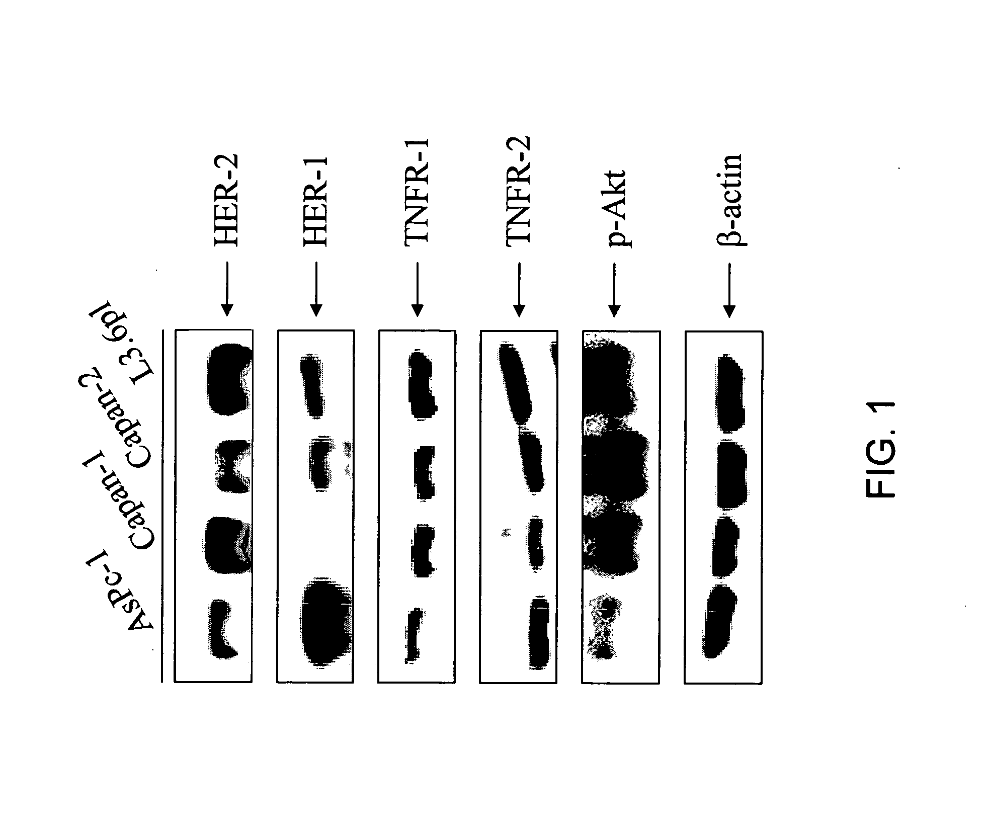 Targeted chimeric molecules for cancer therapy