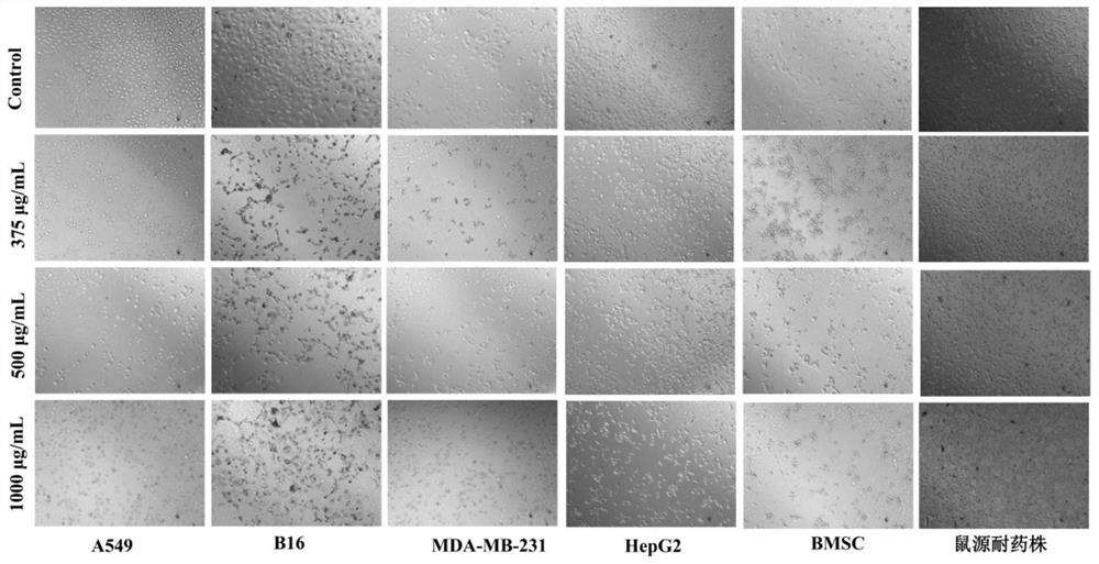 Traditional Chinese medicine composition capable of inhibiting tumor cell activity and drug resistance, its preparation method and application