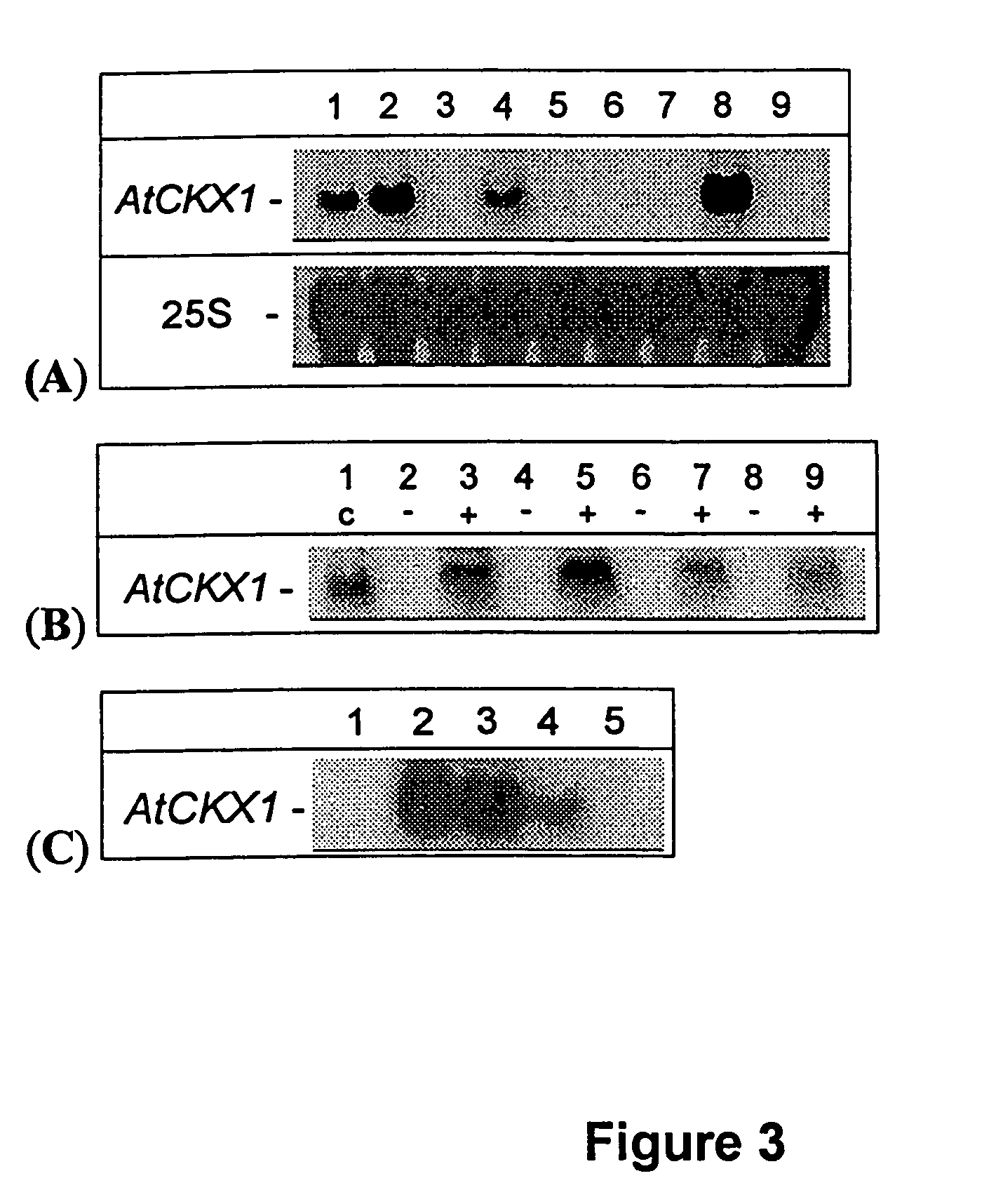 Method for modifying plant morphology, biochemistry and physiology