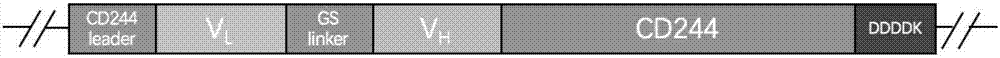 CAR-NK cell as well as preparation method and application thereof