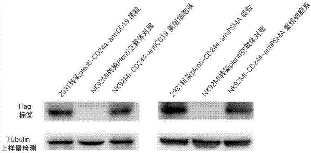 CAR-NK cell as well as preparation method and application thereof