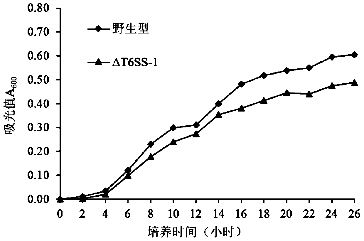 Pseudomonas plecoglossicida attenuated vaccine for fish with T6SS-1 gene cluster knocked out