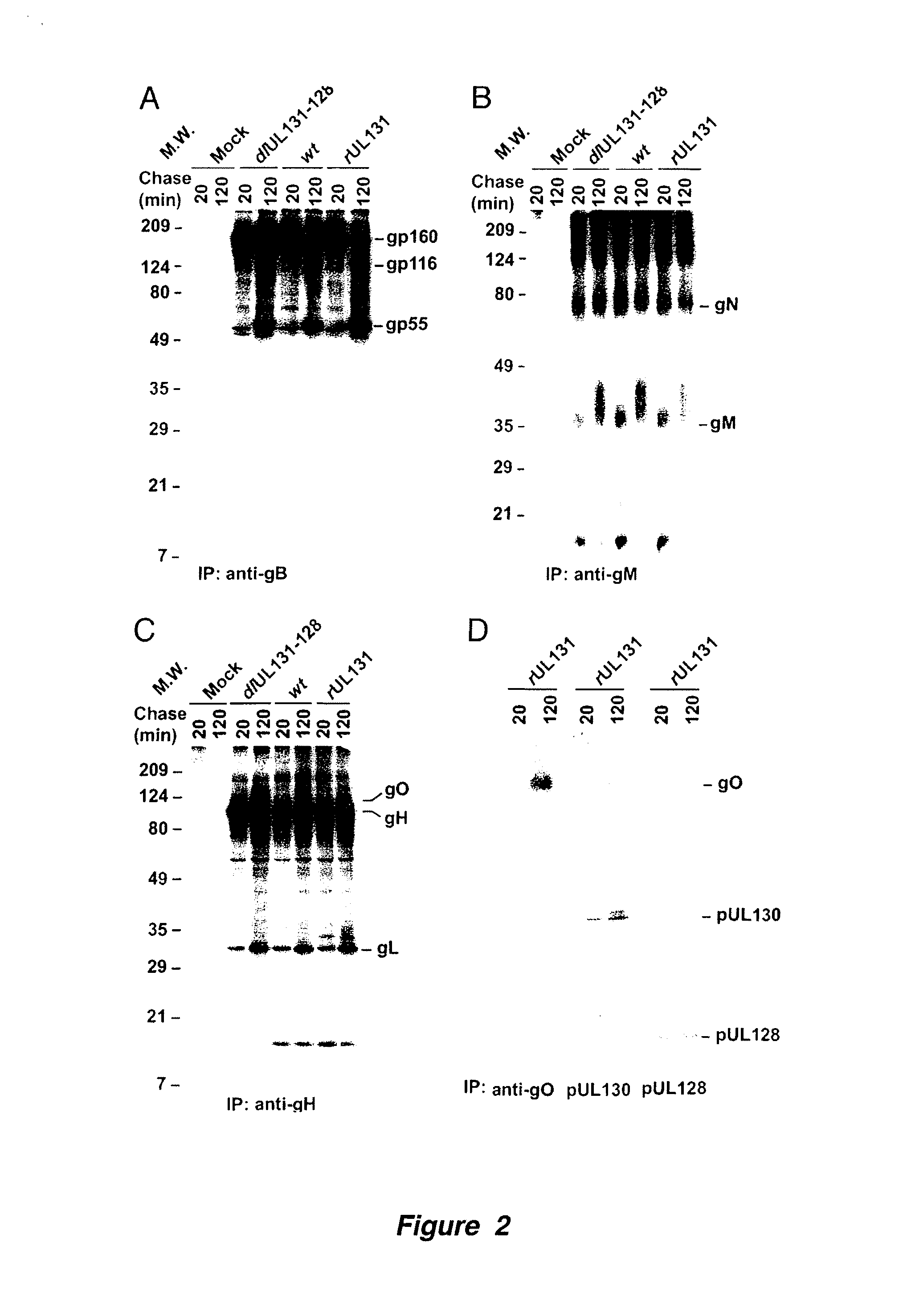 Cytomegalovirus Surface Protein Complex for Use in Vaccines and as a Drug Target