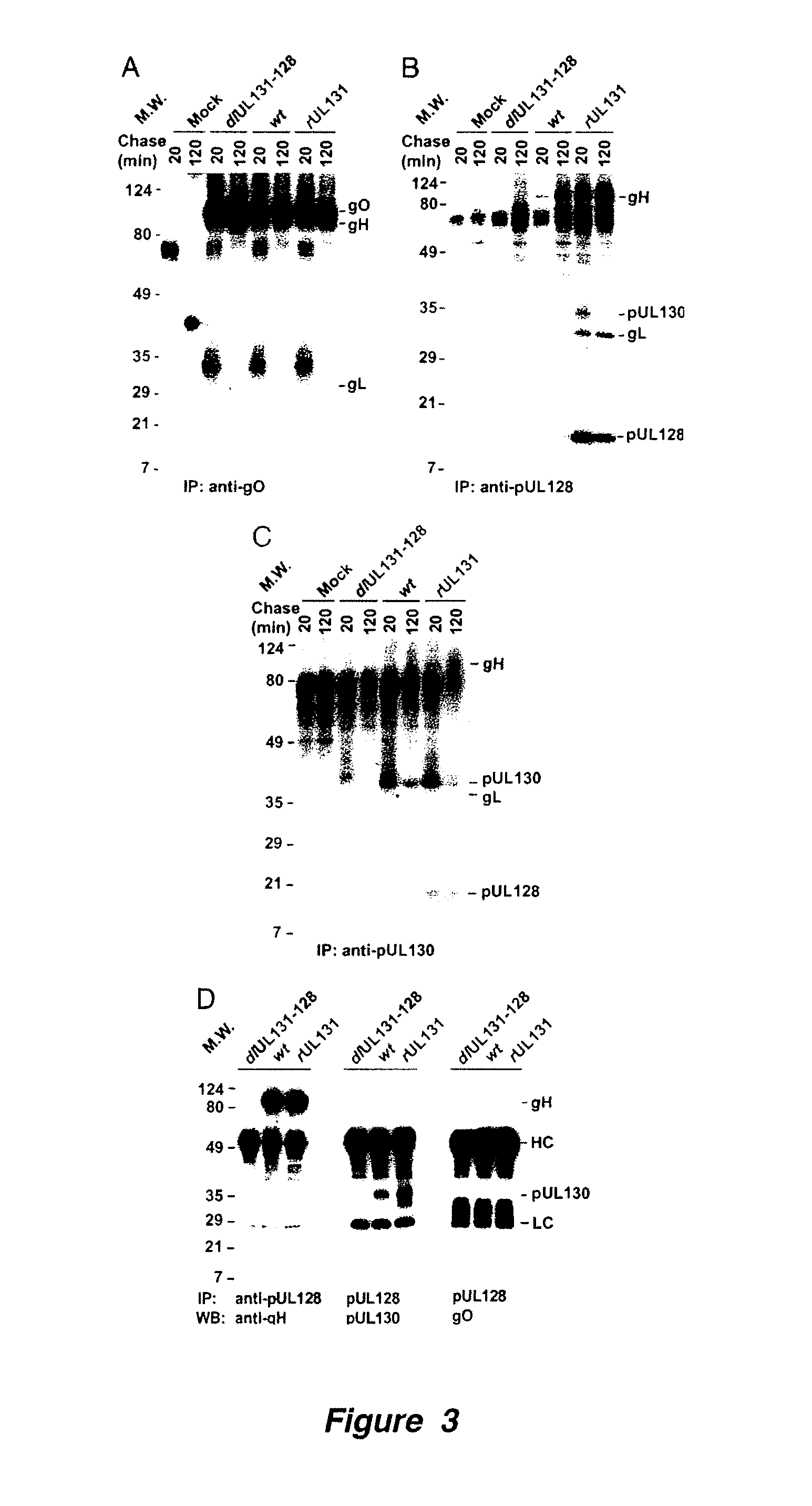 Cytomegalovirus Surface Protein Complex for Use in Vaccines and as a Drug Target