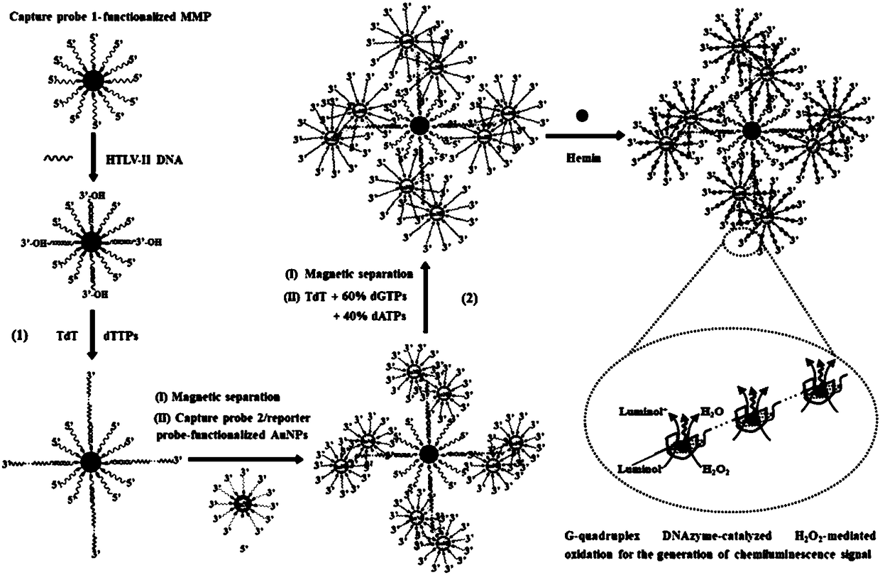 Method for detecting HTLV-II DNA based on enzymatic catalysis controllable self-assembly bio-barcode