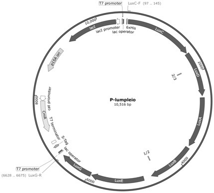 Preparation method for synthesizing microbial self-luminous biosensor by using self-luminous operon, corresponding biosensor and application thereof