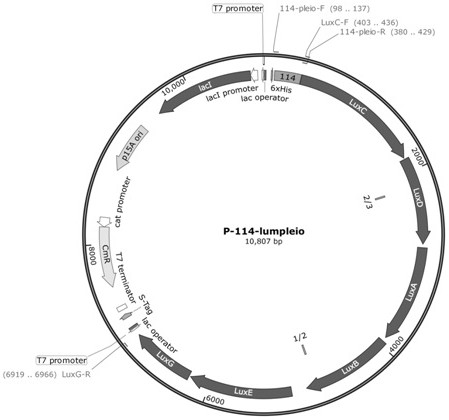 Preparation method for synthesizing microbial self-luminous biosensor by using self-luminous operon, corresponding biosensor and application thereof