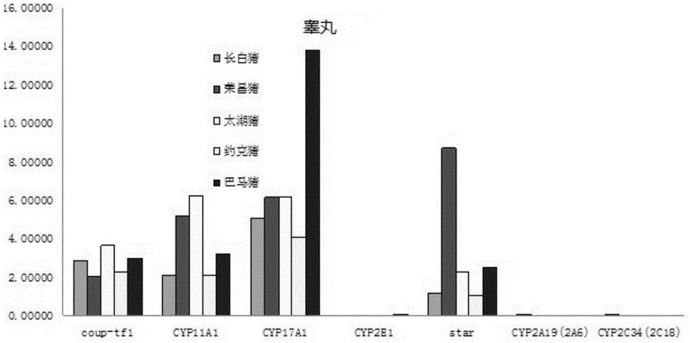 Porcine transcription factor coup-tf1, its recombinant vector and application