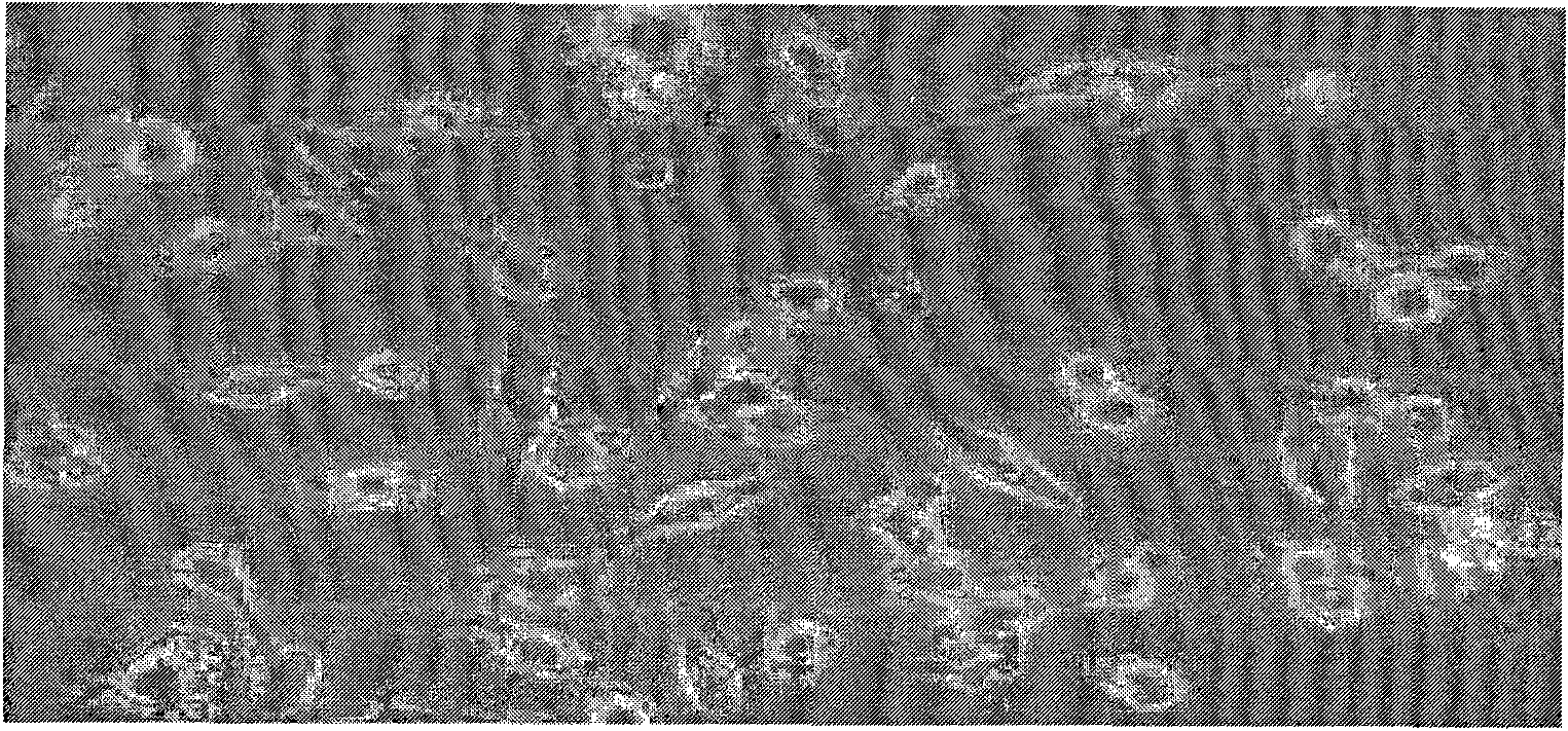 Method for inducing mouse embryonic stem cells to differentiate toward nerve cells