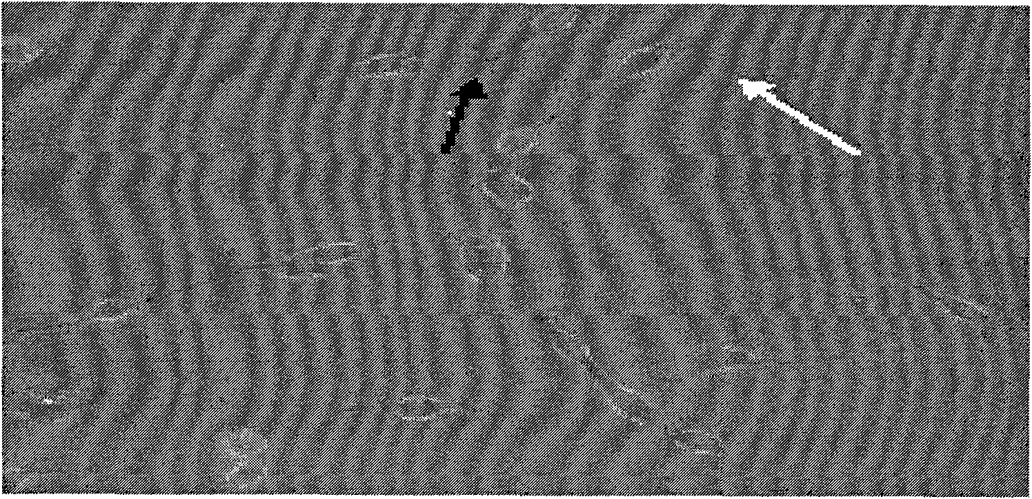 Method for inducing mouse embryonic stem cells to differentiate toward nerve cells