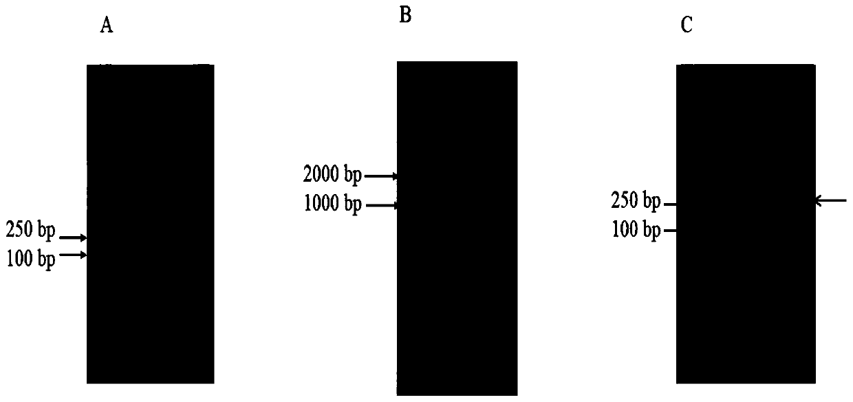 Recombinant phospholipase D and application thereof for synthesizing phosphatidylserine or other phospholipids