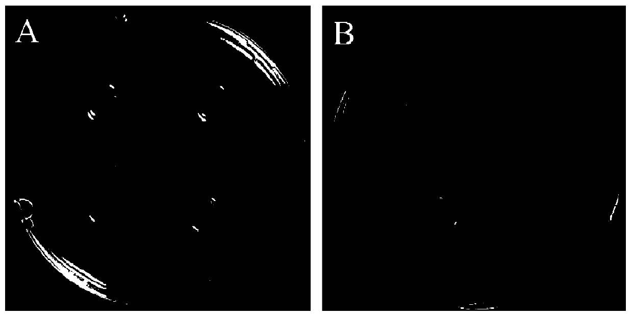 Lactobacillus plantarum capable of producing various broad-spectrum antibacterial metabolites and application thereof