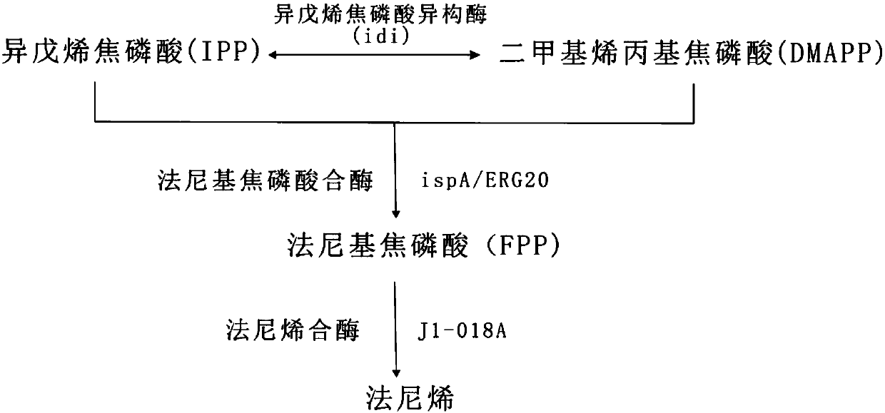 Microorganism and application thereof