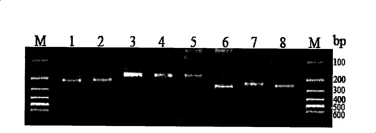 Method for detecting goat fertility