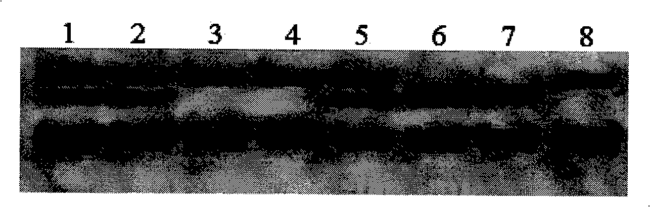 Method for detecting goat fertility