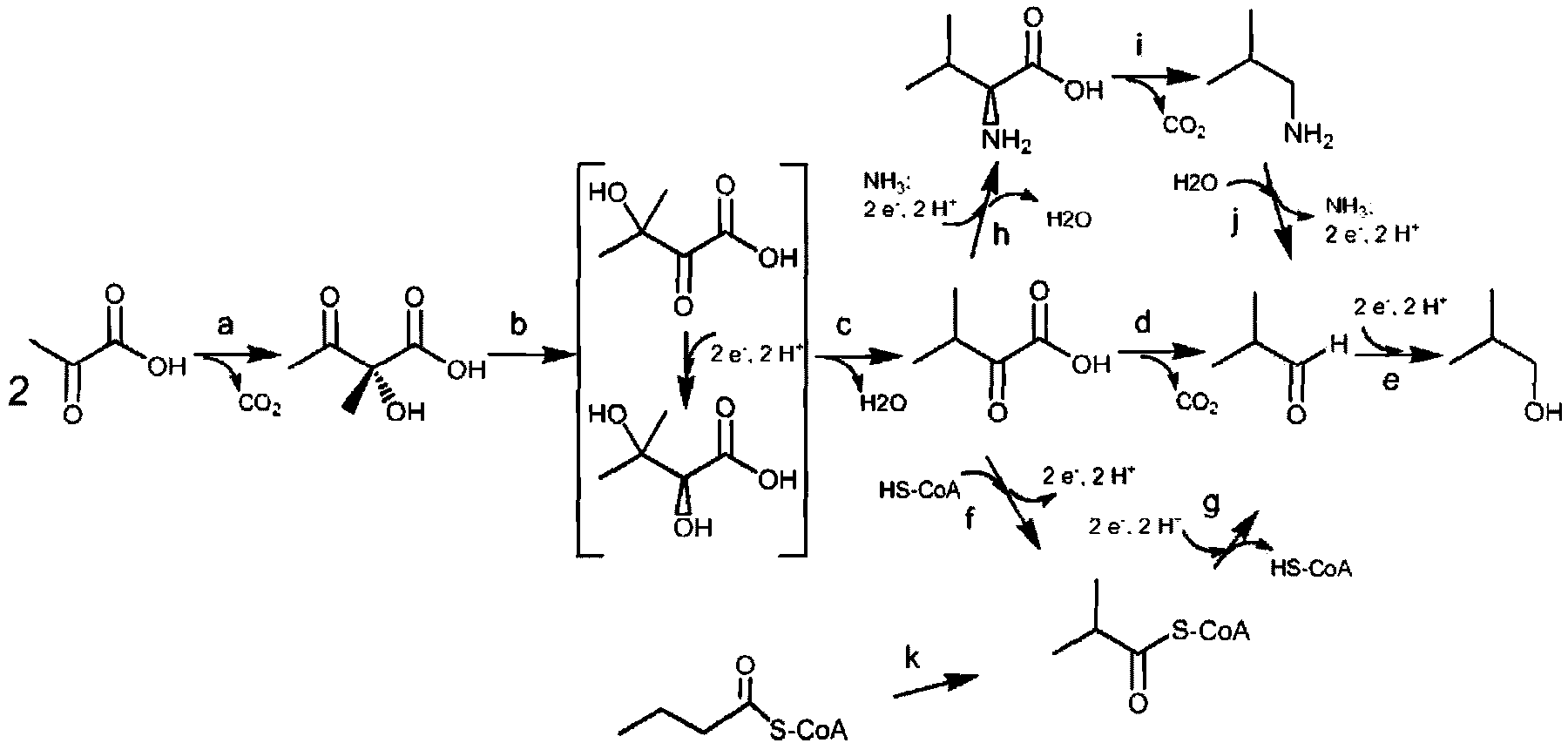 Host cells and methods for production of isobutanol