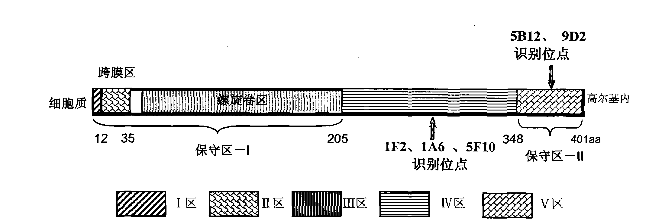 Sandwich ELISA quantitative detection method of Golgi protein GP73 and detection kit thereof