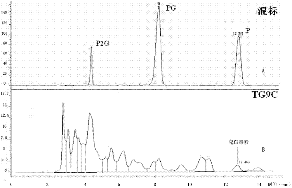 Endophytic fungi from podophyllum hexandrum plant and application of endophytic fungi