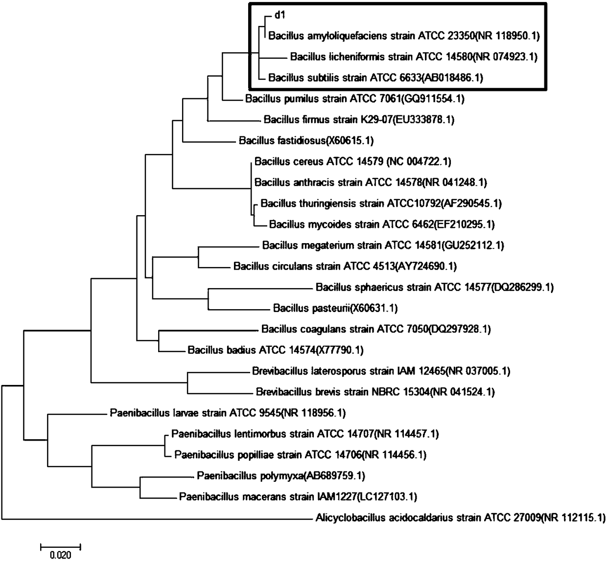 Bacillus amyloliquefaciens MY001 and application thereof