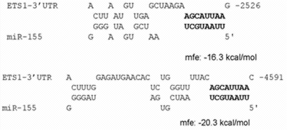 miRNA applied method for inhibiting migration of endothelial cell