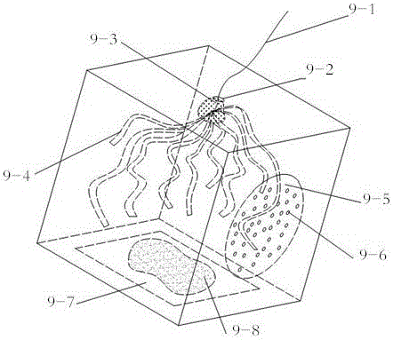 A kind of diffusion propagation release method of Heterochromia control aphid