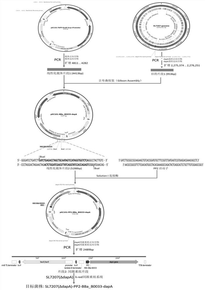 Construction of PP2 strict anaerobic salmonella strain and application of PP2 strict anaerobic salmonella strain in tumor treatment