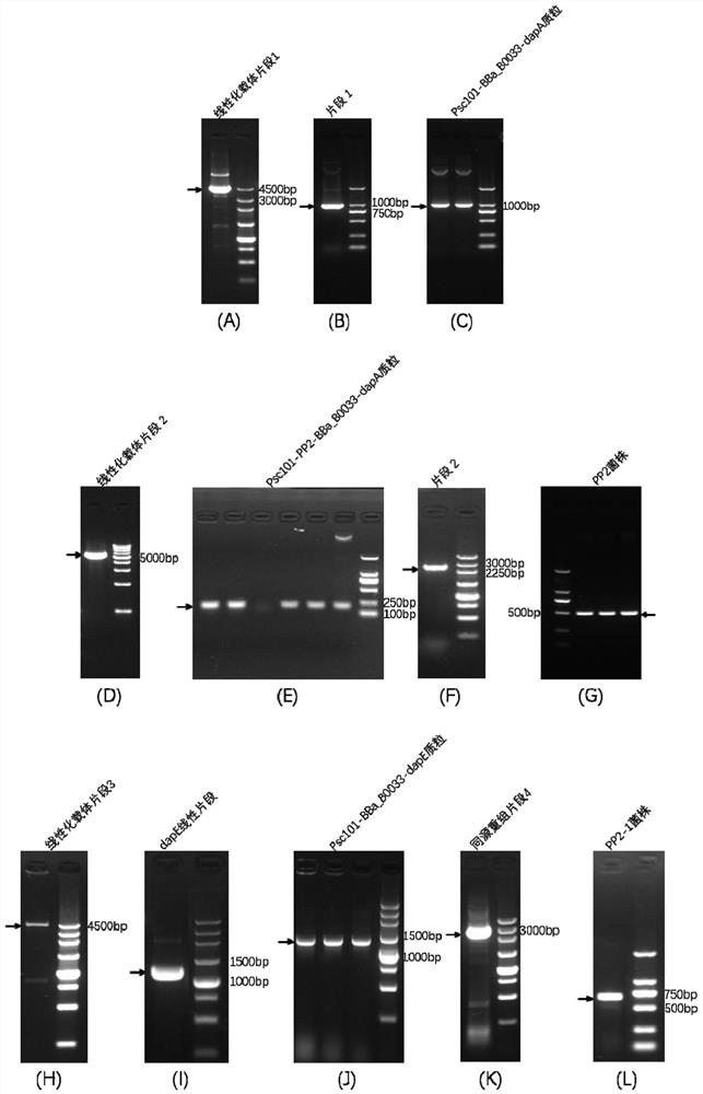 Construction of PP2 strict anaerobic salmonella strain and application of PP2 strict anaerobic salmonella strain in tumor treatment