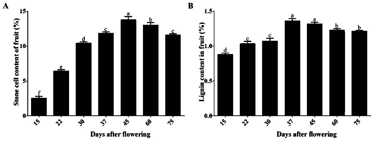 Pear lignin synthesis gene PbMC1a/1b and application of pear lignin synthesis gene PbMC1a/1b in genetic improvement of fruit quality