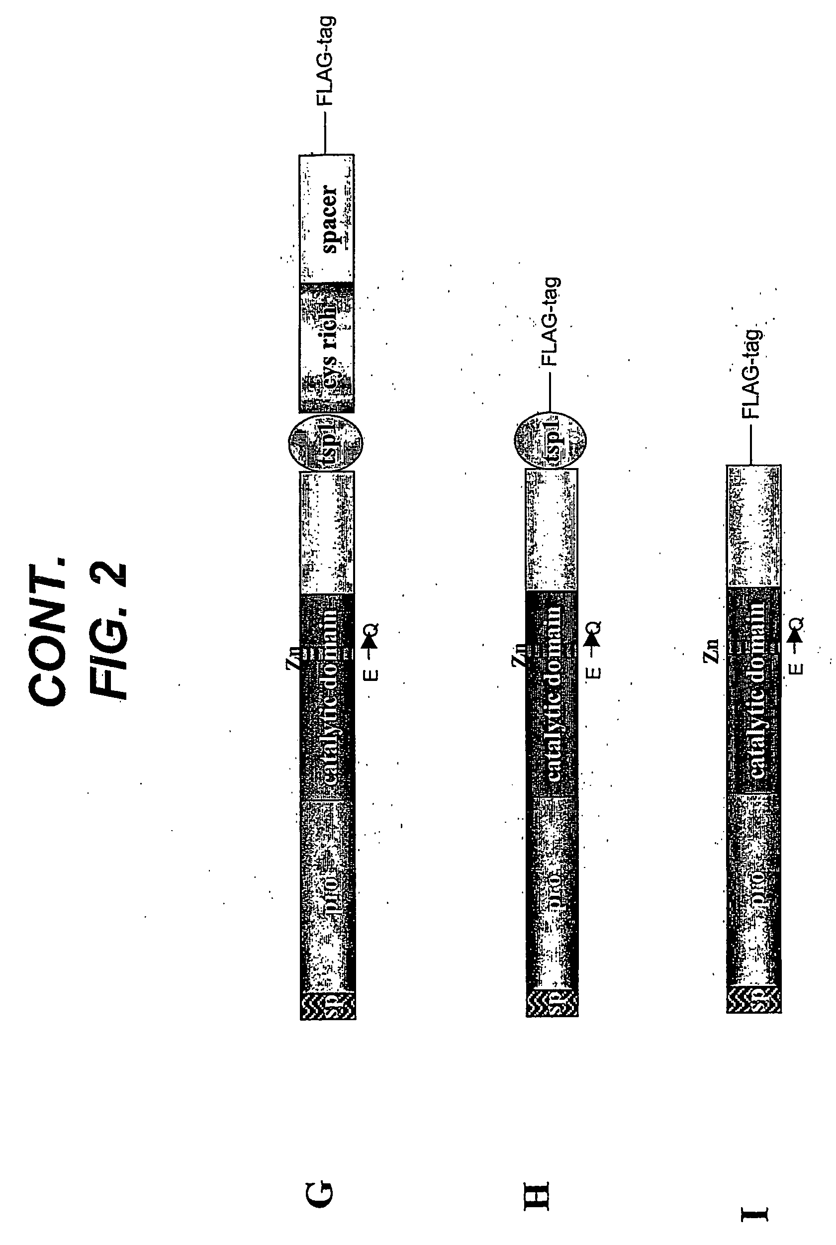 Modified ADAMTS4 molecules and method of use thereof