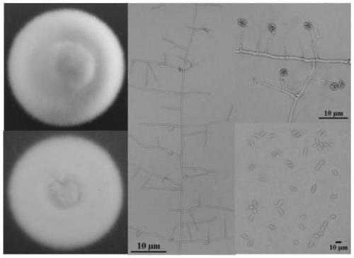 Biocontrol bacterium Simplicillium lamellicola JC-1 and application thereof