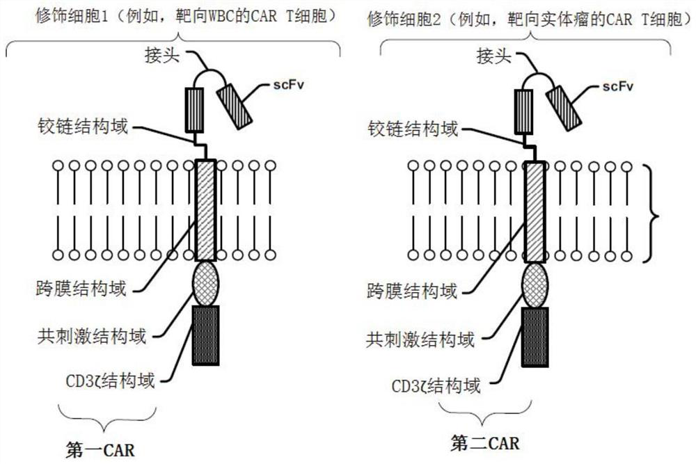 Modified cell expansion and uses thereof